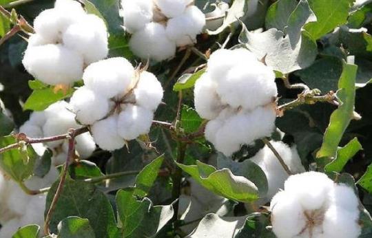 功能性家紡面料有哪些種類及用途？